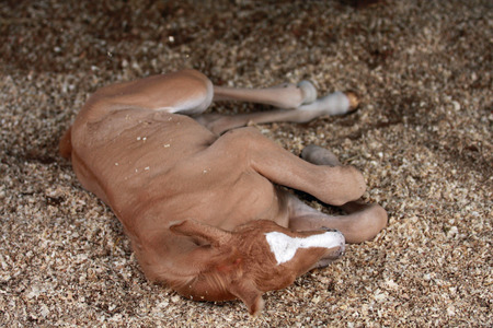 Foal sleeping in th stableの写真素材