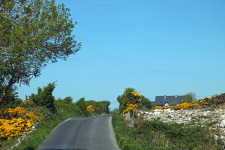 Yellow summer flowers next to the road.の写真素材