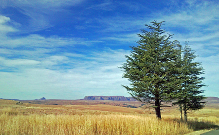 Two pine treesの写真素材