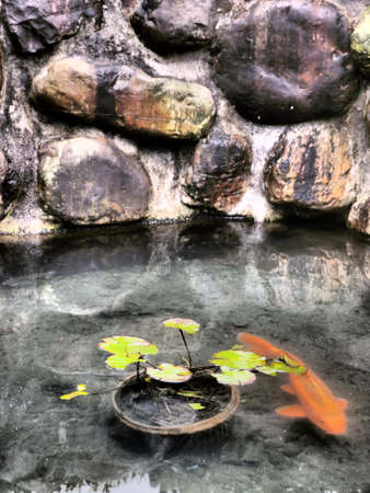 A carp fish in a small rock pond with duckweedの写真素材