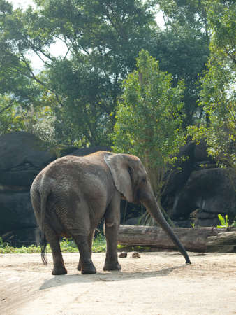 An african elephant walking in its exhibit, Taipei zoo, Taiwan の写真素材