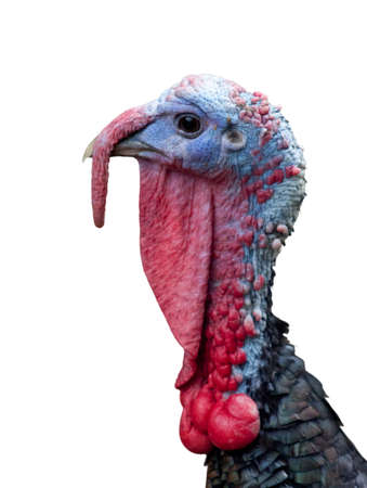 A Turkeyの写真素材