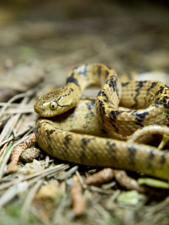 A Taiwan Slug Snake Coiled on the Ground の写真素材