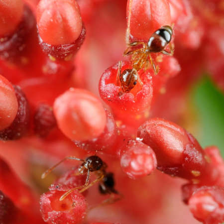 Two very small black ant eats nectar on a pink petal.の写真素材