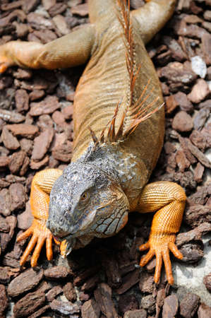 A land iguana lying on the rocks to bask in the sun.の写真素材