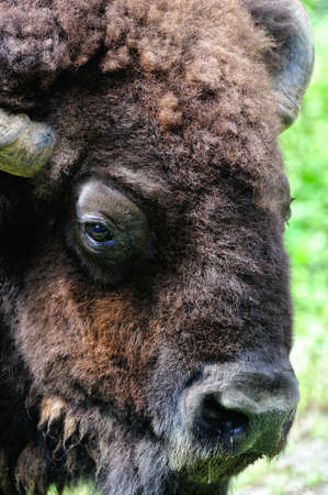 An American bisonの写真素材