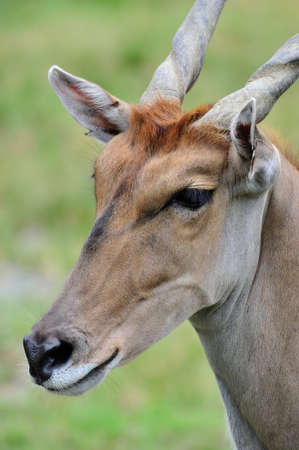 A common elandのeditorial素材