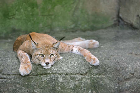 Lynx  scientific name  lynx lynx  on the rock, resting のeditorial素材
