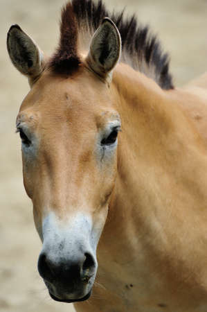 Przewalskiの写真素材