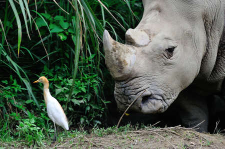 White rhino with a cattle egretのeditorial素材