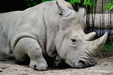 White rhinoのeditorial素材