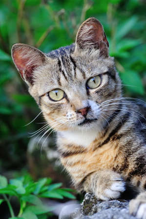 Cute cat portraitの写真素材