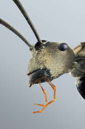 Ant portrait with 7X magnification and full depth of view. の写真素材