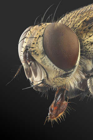 Fly portrait with 7X magnification and full depth of view. の写真素材