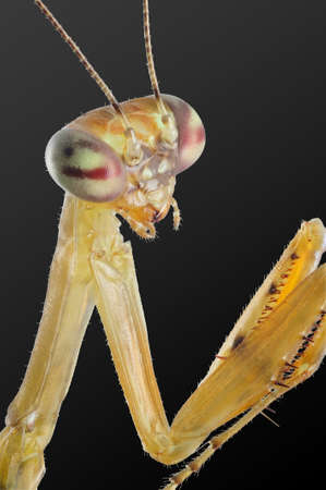 Mantis portrait with 7X magnification and full depth of view. の写真素材