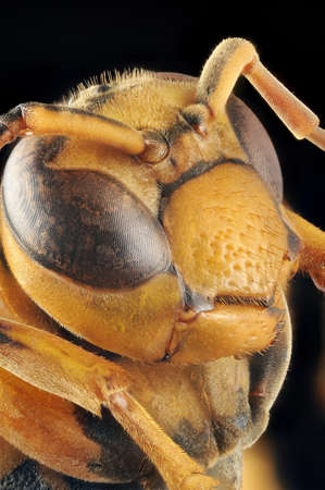 Paper wasp Polistes (Gyrostoma) rothneyi gressitti portrait with 4X magnification and full depth of view. の写真素材