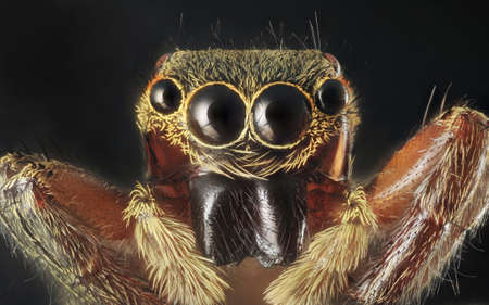Spider portrait with 7X magnification and full depth of view. の写真素材