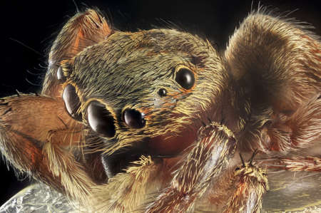 Spider portrait with 7X magnification and full depth of view. の写真素材
