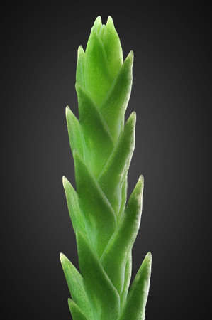 Pine leaf tip with 7X magnification and full depth of view. 
の写真素材
