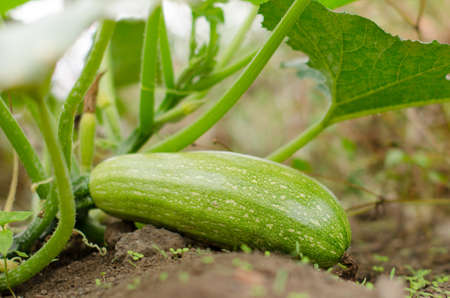 Zucchini in the orchardの写真素材