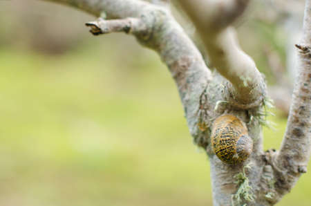 Snail on a tree branchの写真素材