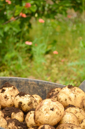 freshly dug potatoes Detailの写真素材