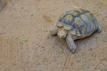 the terrestrial tortoise moves slowly