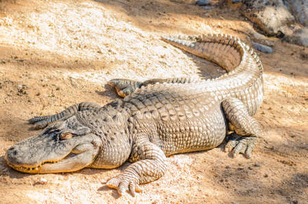 alligator lying in the sun, horizontal Takes