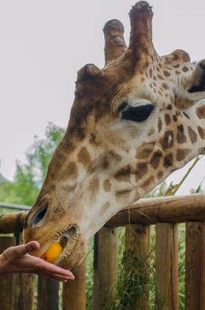 foreground giraffe eating hand, vertical photoの写真素材