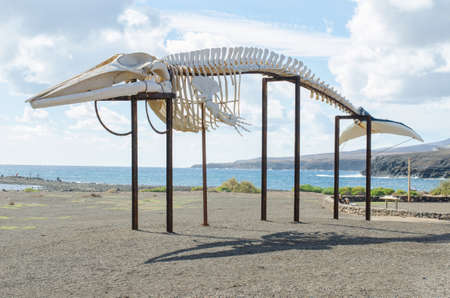 whale skeleton, horizontal photo, Fuerteventura, Canary island.の写真素材