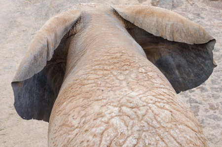 Elephant walking, rear view.の写真素材
