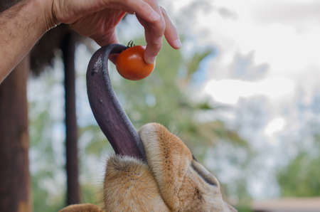 giraffe tongue catching a tomato, horizontal photo.の写真素材