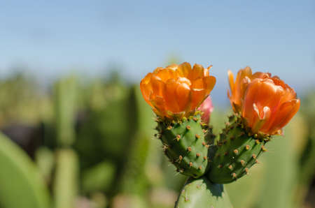 flower of nopal cactus, horizontal photoの写真素材