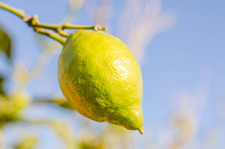Branch with a lemon, horizontal photo.