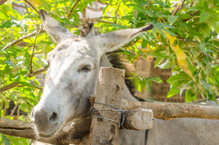 Gray donkey on the farm.の写真素材