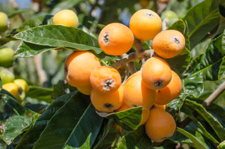 Bunch of ripe loquats in the tree.の写真素材