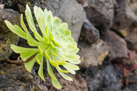 Aeonium, typical of the Canary Islands floor. Rosette with perfect symmetry.の写真素材