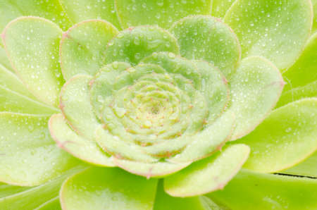 Aeonium, typical of the Canary Islands floor. Rosette with perfect symmetry.の写真素材
