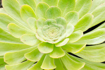 Aeonium, typical flower of the Canary Islands. Rosette with perfect symmetry.の写真素材