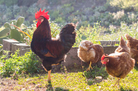 Beautiful rooster and hens  (side face) on nature background.の写真素材