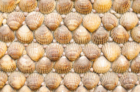 Background made with rows of oyster shells. Horizontal photo.の写真素材