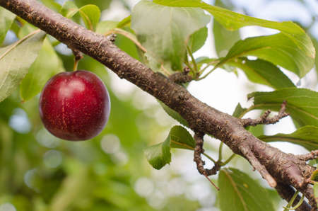Ripe blue plum on the plum tree with nature blurred background.の写真素材