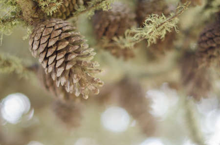 Pine cones and branches, selective focus.