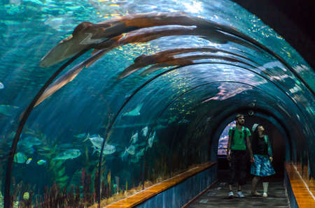 TENERIFE, SPAIN - NOVEMBER 19, 2015:  Aquatic tunnel in the Loro parque aquarium (Loro park). Loro Parque,  Puerto de la Cruz, Tenerife, Canary Islands, Spain.のeditorial素材