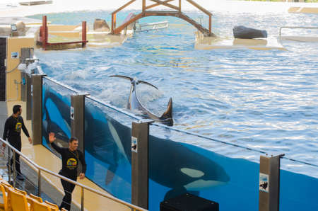 TENERIFE, SPAIN - NOVEMBER 19, 2015: Orcan ocean show (Loro park). Loro Parque,  Puerto de la Cruz, Tenerife, Canary Islands, Spain.のeditorial素材