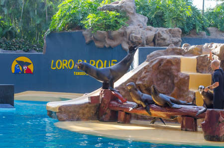 TENERIFE, SPAIN - NOVEMBER 19, 2015: Sea lion show (Loro park). Loro Parque,  Puerto de la Cruz, Tenerife, Canary Islands, Spain.のeditorial素材