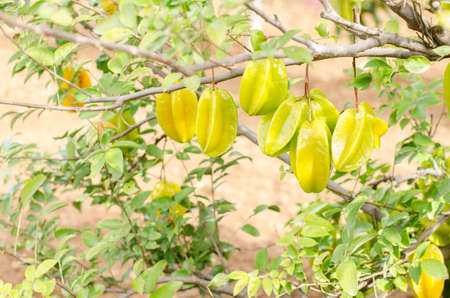 Green and yellow star apple fruit (Averrhoa carambola) on the tree, Canary islands.の写真素材