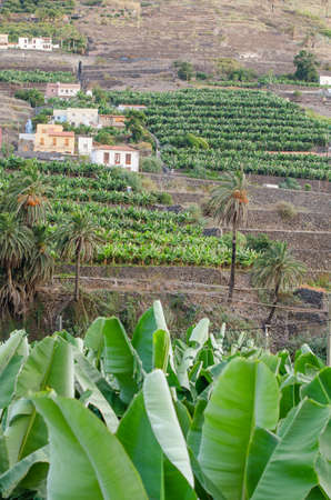 Traditional houses and banana plantation in the valley of Hermigua, La Gomera, Canary Islands, Spain.の写真素材