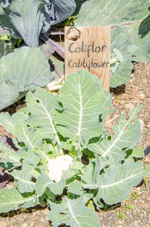 Cauliflower field with wooden sign.の写真素材