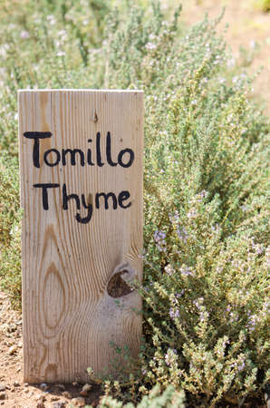 Blooming Common Thyme (Thymus vulgaris) with wooden sign.の写真素材